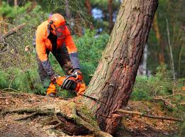 Tree and Shrub Care in Sardis City, AL