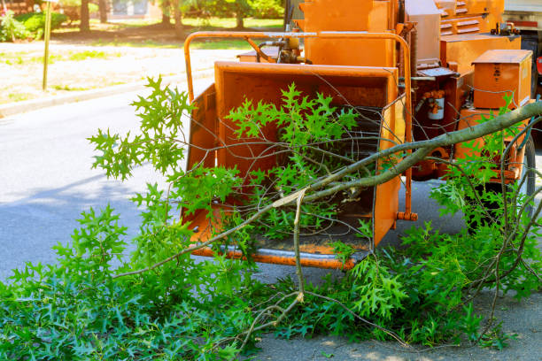 Best Tree Cabling and Bracing  in Sardis City, AL
