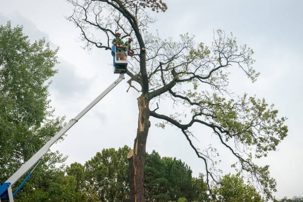 Best Aeration Services  in Sardis City, AL