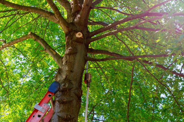 How Our Tree Care Process Works  in  Sardis City, AL